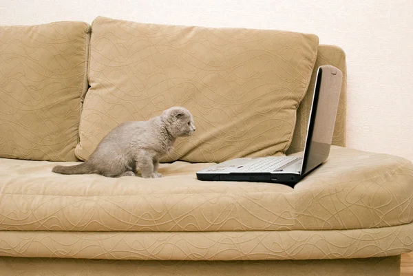 猫とノートパソコン — ストック写真