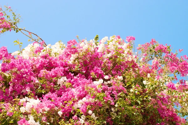 Blomma träd — Stockfoto