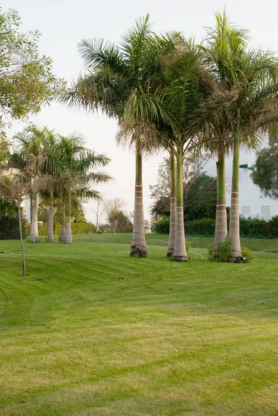 Palms on lawn — Stock Photo, Image