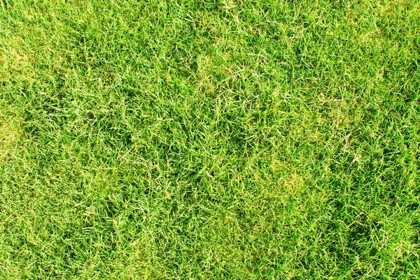 stock image Green grass