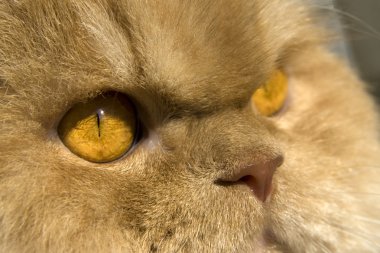 Kedi