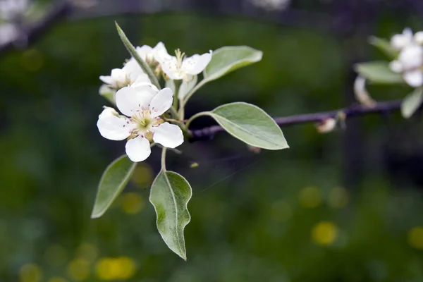 stock image Apple branch