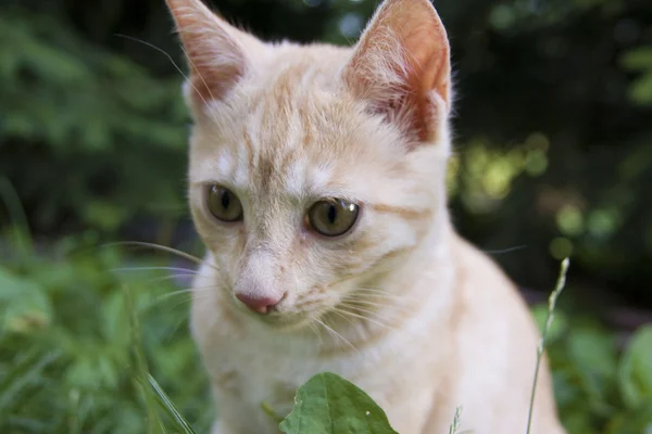 stock image Cat