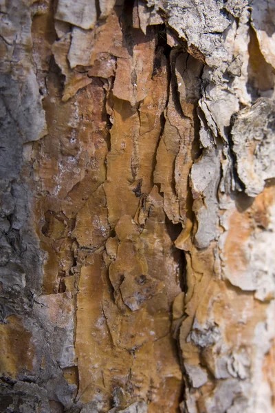 stock image Bark