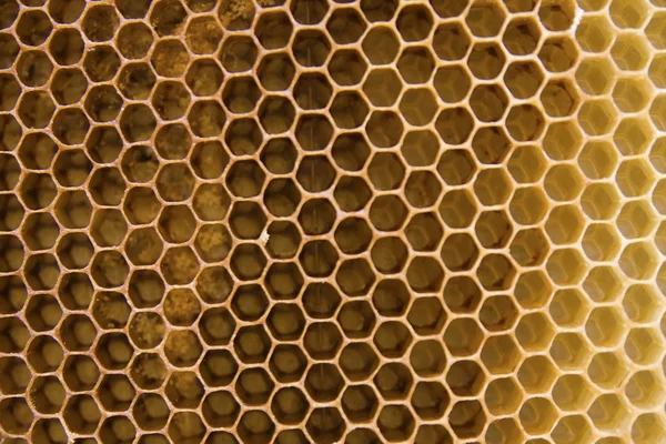 Argila de cera de abelha — Fotografia de Stock