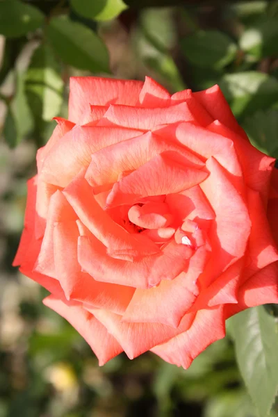 Rosa Rose — Stockfoto