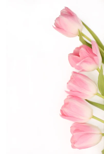Růžové květy Tulipán Stock Fotografie