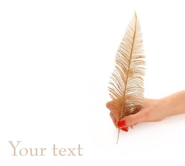 Feather clipart