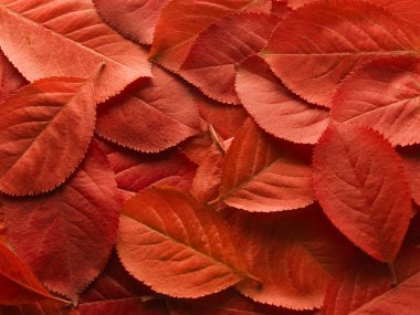 Autumn_leafs