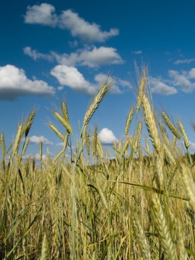 Field of wheat clipart