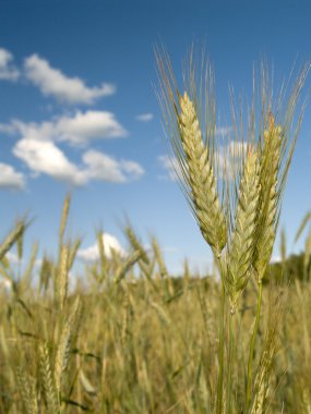 Wheat on a background of the blue sky clipart