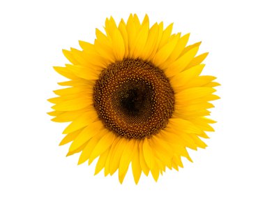 Sunflower on a white background clipart