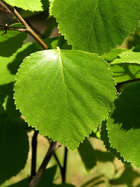 Sappig groen leafs3 — Stockfoto