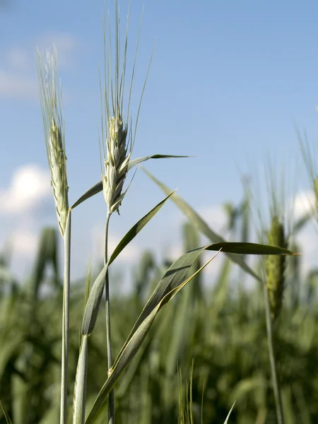 Winter wheat — Stock Photo, Image