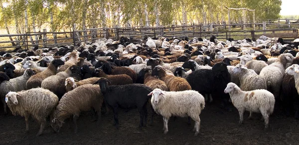 Стадо вівці — стокове фото