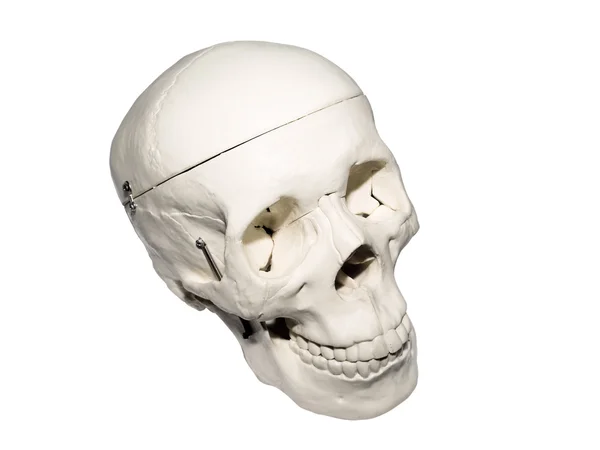 stock image Human skull