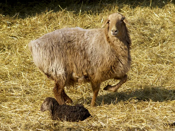 Вівці з ягням — стокове фото