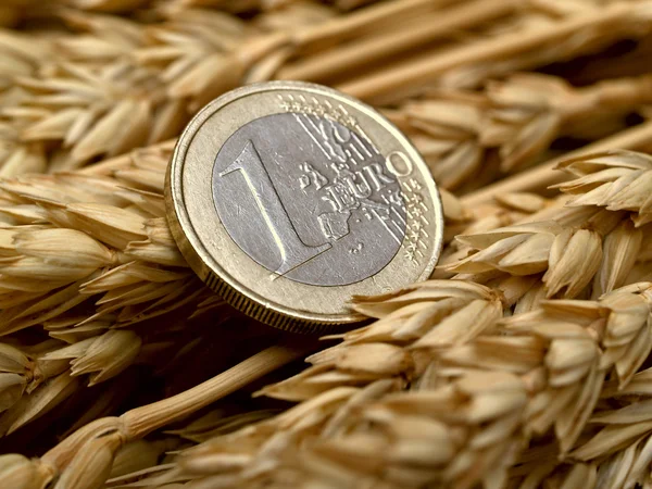 Euro et épis de blé — Photo