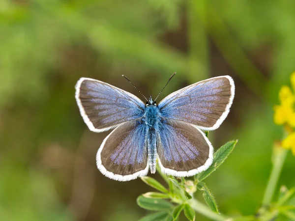 stock image Wild butterfly