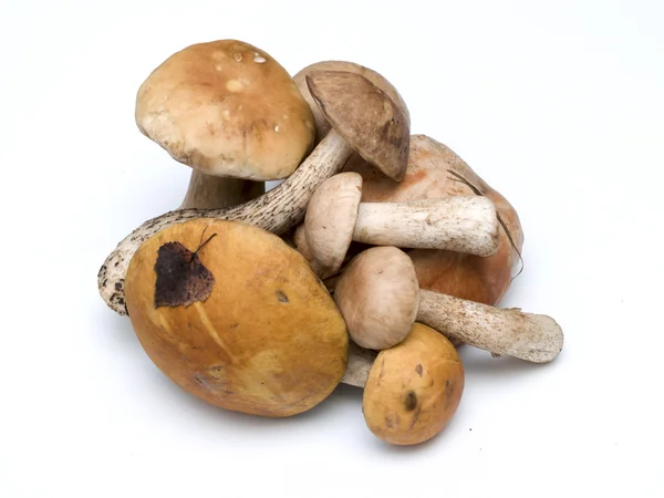 stock image Mushrooms