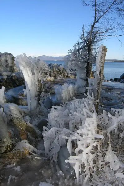 stock image Tree in ice