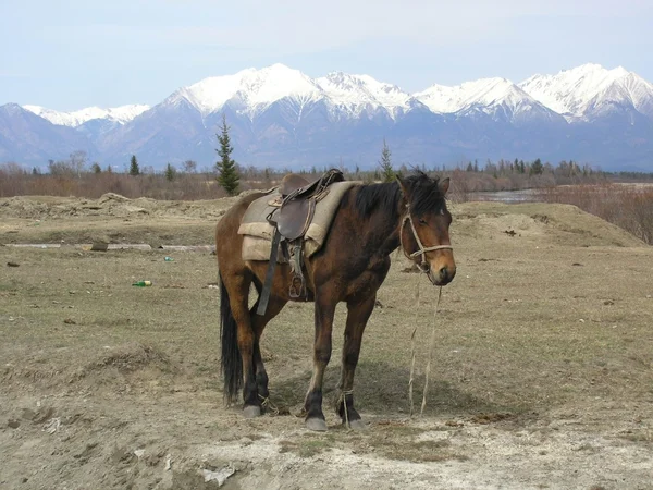 Paard in het veld Rechtenvrije Stockfoto's