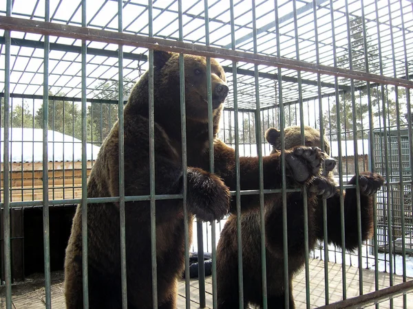 브라운 곰 스톡 사진