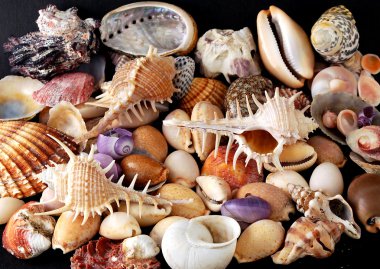 Alluvial of Mediterranean seashells clipart