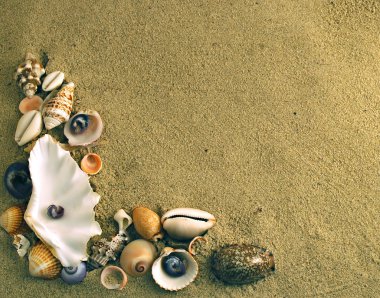 Mediterranean seashells clipart