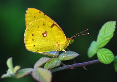 Yellow butterfly clipart