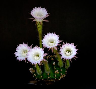 Easter lily cactus