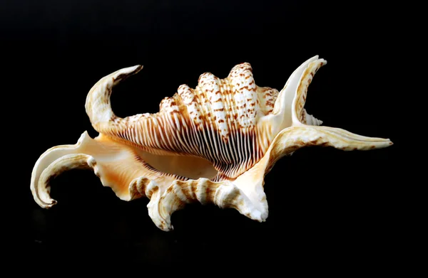 Concha marina sobre fondo negro —  Fotos de Stock