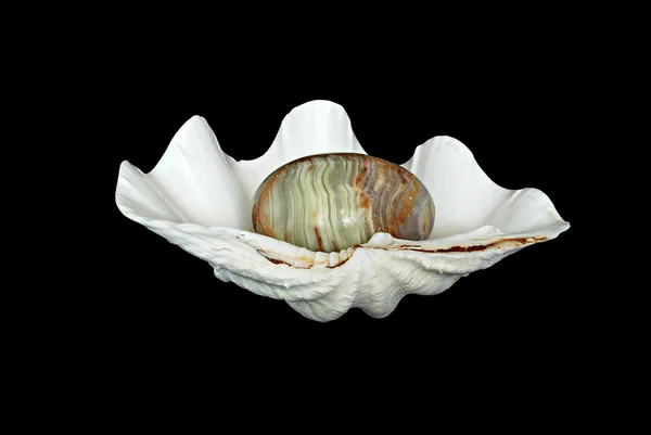Pärla ägg inom en vit snäcka — Stockfoto
