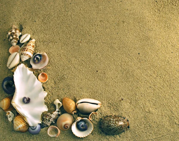 Middellandse zee schelpen — Stockfoto