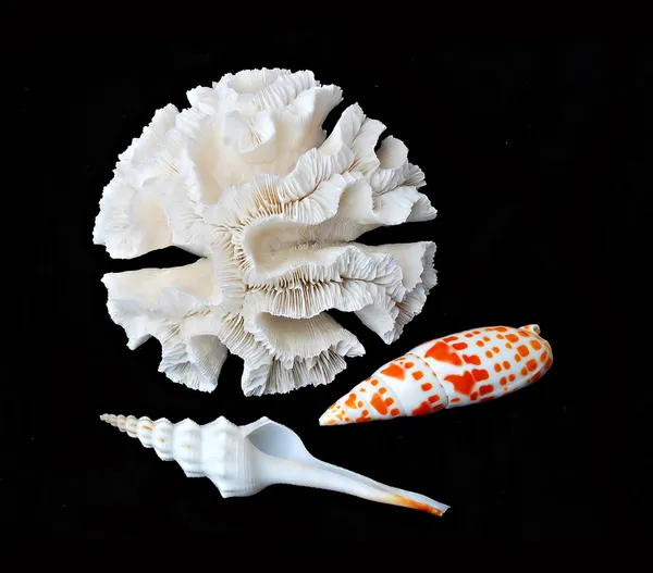 Coral and seashells — Stock Photo, Image