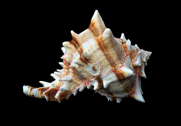 Cáscara marina blanca —  Fotos de Stock