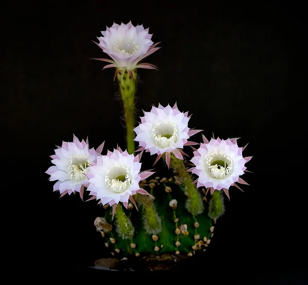 Kaktus wielkanocny lily — Zdjęcie stockowe