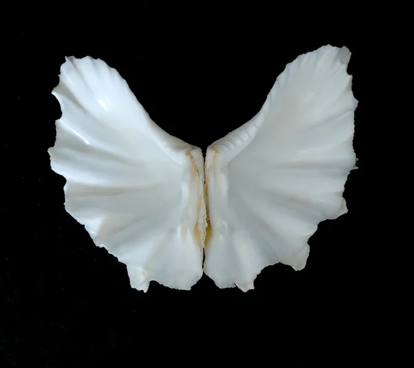 Pillangó-szerű kagyló — Stock Fotó