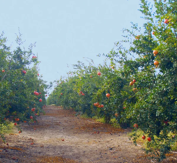 Väg genom ett granatäpple orchard — Stockfoto