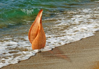 Seashell on beach clipart