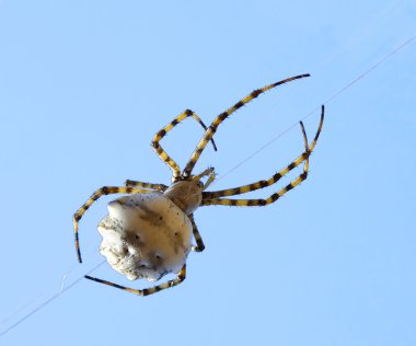 A spider climbing on a strand of his web clipart