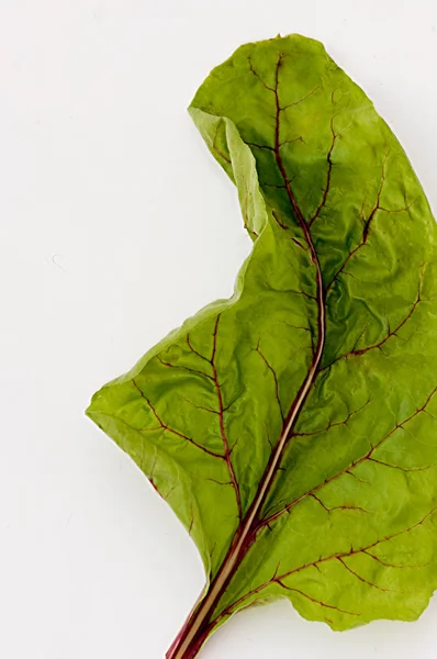 Leaf of beetroot — Stock Photo, Image