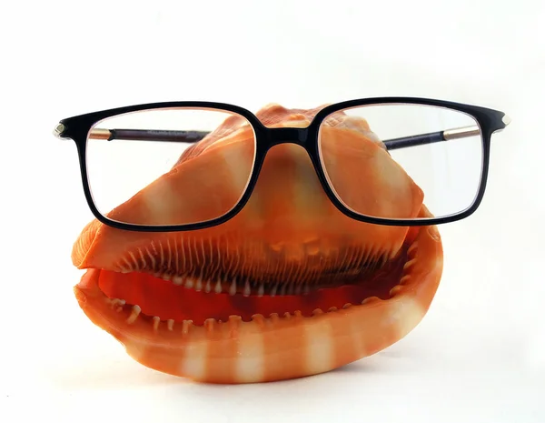 Seashell en gafas de vista negras —  Fotos de Stock