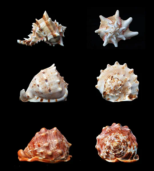 Diferentes conchas marinas sobre fondo negro —  Fotos de Stock