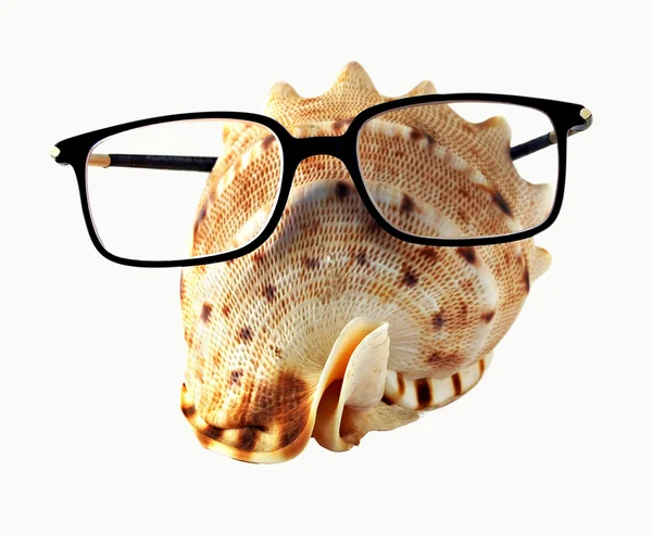 Stock image White seahell in eyeglasses