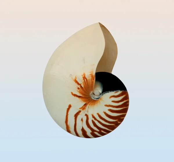 Nautilus, ізольовані на тлі — стокове фото