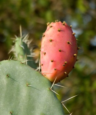 Opuntia with ripe fruits clipart