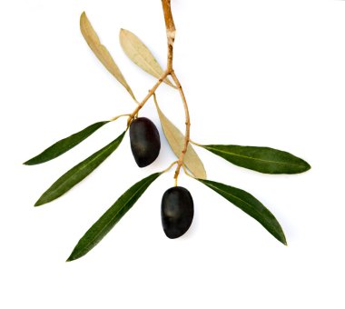 Zeytin meyve