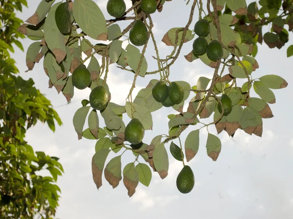 Авокадо дерево — стокове фото