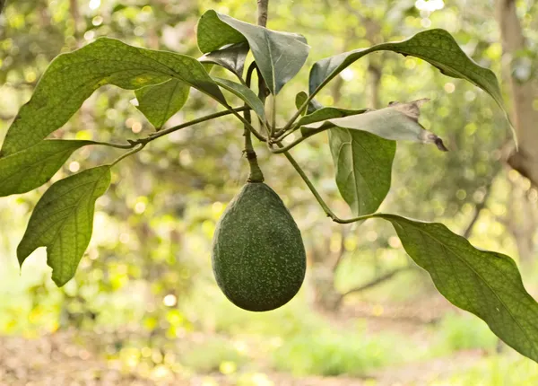 Branch of avocado — Stock Photo, Image